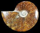Polished, Agatized Ammonite (Cleoniceras) - Madagascar #54715-1